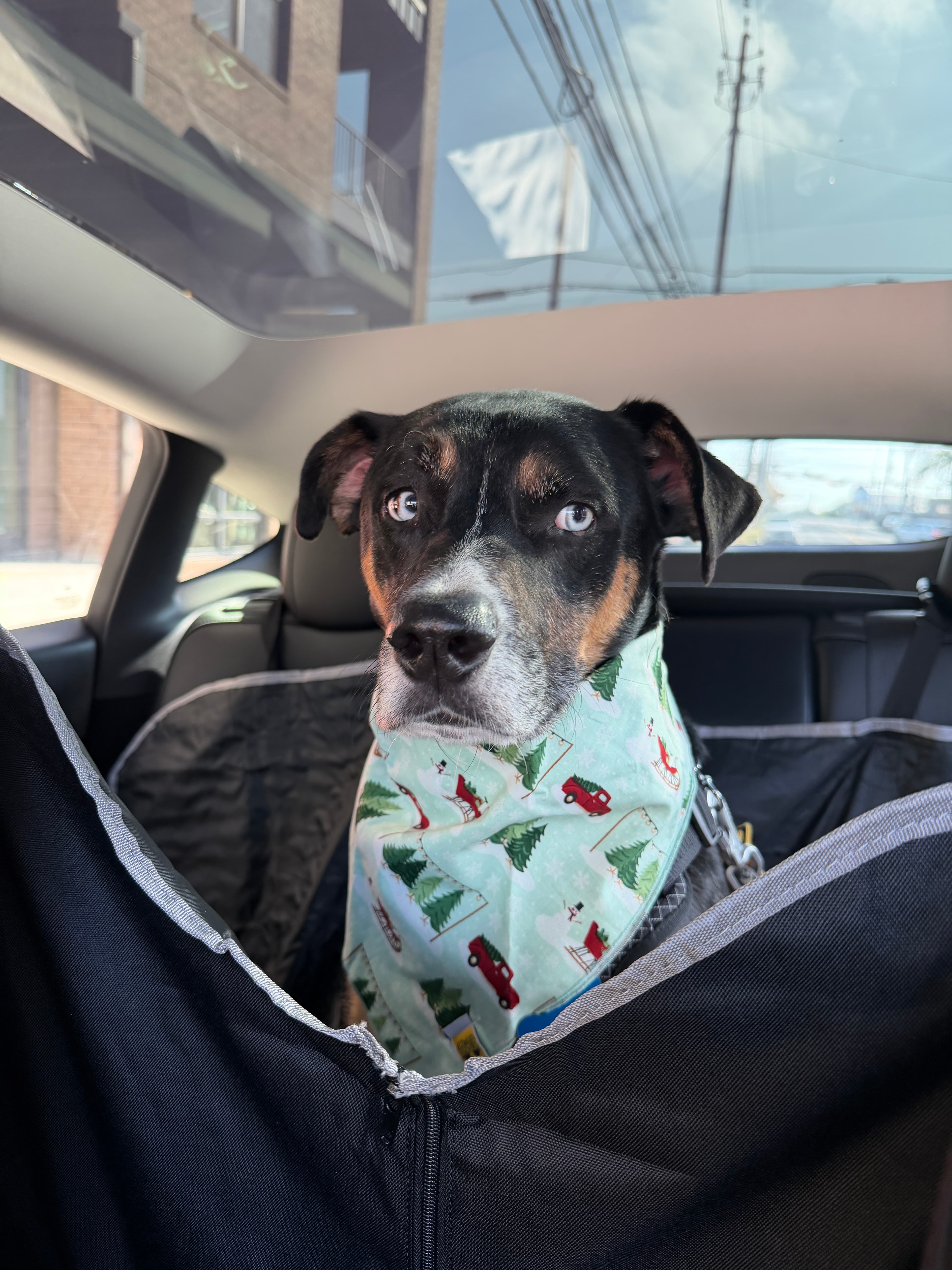 Coffee, the dog